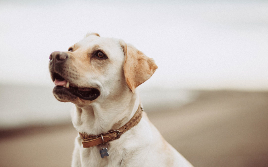 Rechtliches rund um den Hund